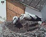 Capi_Dubne_20250713_131503.jpg