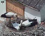 Capi_Dubne_20250713_132003.jpg