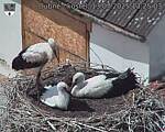 Capi_Dubne_20250713_132503.jpg