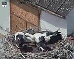 Capi_Dubne_20250713_133003.jpg