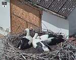 Capi_Dubne_20250713_133503.jpg