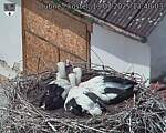Capi_Dubne_20250713_134003.jpg