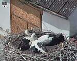 Capi_Dubne_20250713_134503.jpg