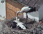 Capi_Dubne_20250713_135003.jpg