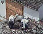 Capi_Dubne_20250713_135503.jpg