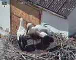 Capi_Dubne_20250713_140003.jpg