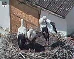 Capi_Dubne_20250713_140503.jpg