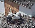 Capi_Dubne_20250713_141003.jpg