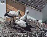 Capi_Dubne_20250713_141503.jpg