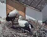 Capi_Dubne_20250713_142003.jpg