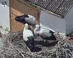 Capi_Dubne_20250713_142503.jpg