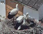 Capi_Dubne_20250713_143003.jpg