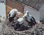 Capi_Dubne_20250713_143503.jpg