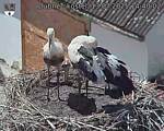 Capi_Dubne_20250713_144002.jpg
