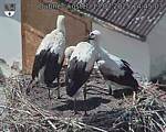 Capi_Dubne_20250713_144503.jpg