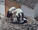 Capi_Dubne_20250713_145002.jpg