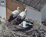 Capi_Dubne_20250713_145503.jpg