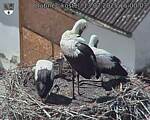 Capi_Dubne_20250713_150003.jpg