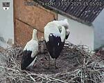 Capi_Dubne_20250713_150502.jpg