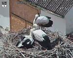 Capi_Dubne_20250713_151003.jpg