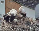 Capi_Dubne_20250713_152503.jpg