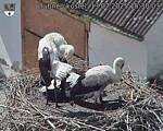 Capi_Dubne_20250713_153003.jpg