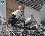 Capi_Dubne_20250713_153503.jpg