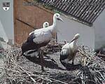 Capi_Dubne_20250713_154003.jpg