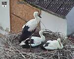 Capi_Dubne_20250713_155003.jpg