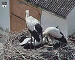 Capi_Dubne_20250713_155503.jpg