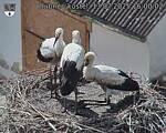 Capi_Dubne_20250713_160002.jpg
