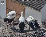 Capi_Dubne_20250713_160503.jpg