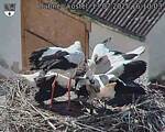 Capi_Dubne_20250713_161003.jpg