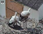 Capi_Dubne_20250713_162503.jpg