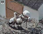 Capi_Dubne_20250713_163003.jpg