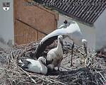 Capi_Dubne_20250713_164002.jpg