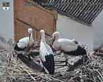 Capi_Dubne_20250713_165003.jpg