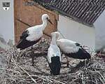 Capi_Dubne_20250713_165502.jpg