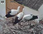 Capi_Dubne_20250713_170003.jpg
