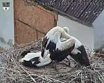 Capi_Dubne_20250713_170503.jpg