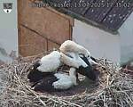 Capi_Dubne_20250713_173502.jpg