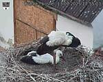 Capi_Dubne_20250713_175503.jpg