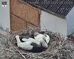 Capi_Dubne_20250713_181503.jpg