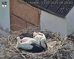 Capi_Dubne_20250713_182003.jpg