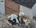 Capi_Dubne_20250713_183003.jpg