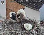 Capi_Dubne_20250713_184503.jpg