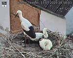 Capi_Dubne_20250713_185003.jpg