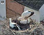 Capi_Dubne_20250713_190503.jpg