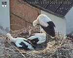 Capi_Dubne_20250713_191002.jpg