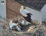 Capi_Dubne_20250713_192003.jpg